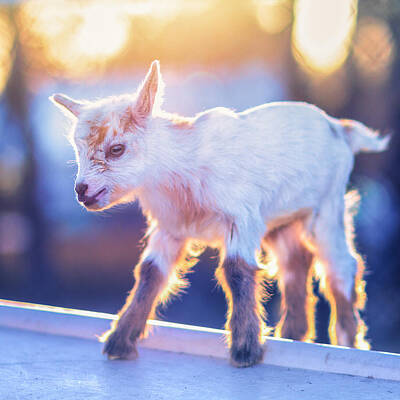 Mammals Photo Rights Managed Images - Little Baby Goat Sunset Royalty-Free Image by TC Morgan