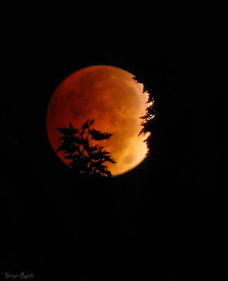 Botanical Farmhouse Royalty Free Images - Blood Moon 20141008_8 Royalty-Free Image by Ginger Repke