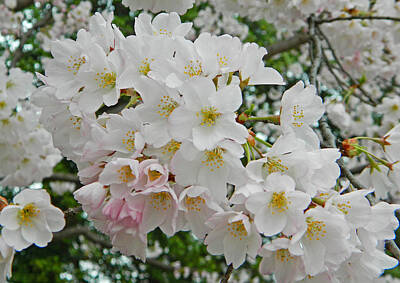 Jolly Old Saint Nick - Blooming Cherry Blossoms by Emmy Marie Vickers
