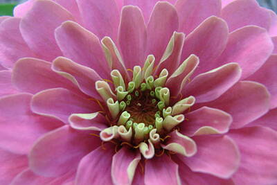 Road And Street Signs - Pink Zinnia by Mary Halpin