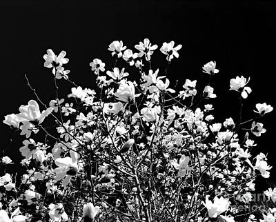 Floral Photos - Blooming magnolia tree by Elena Elisseeva