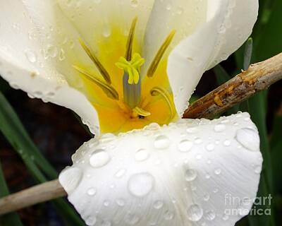 Floral Photos - Blooming Tulip with Raindrops by Scott Cameron