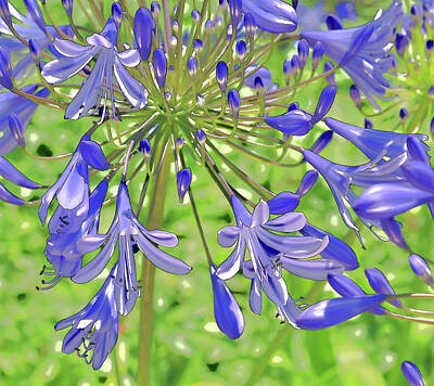 Lilies Digital Art - Blue Agapanthus Lily Macro Artistic I by Linda Brody