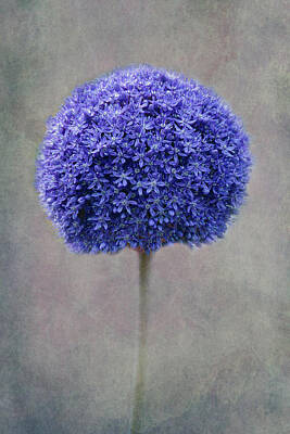 Floral Photos - Blue Allium by Claudia Moeckel