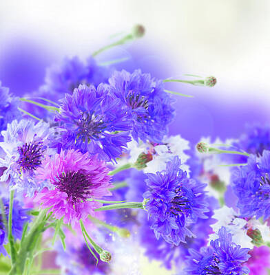 Car Photos Douglas Pittman - Blue and Violet Cornflowers by Anastasy Yarmolovich
