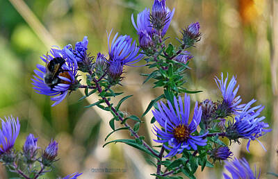 Floral Photos - Blue Aster Delight by Garth Glazier