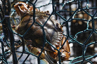 Animals And Earth Rights Managed Images - Blue Crab  Royalty-Free Image by Jody Lovejoy