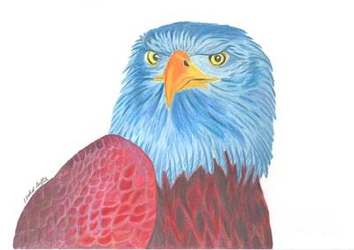 Animals Drawings - Blue Eagle by Isabel Proffit
