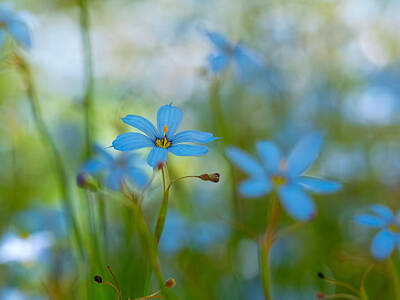 Chris Walter Rock N Roll - Blue Eyed Grass Flowers by Brad Boland