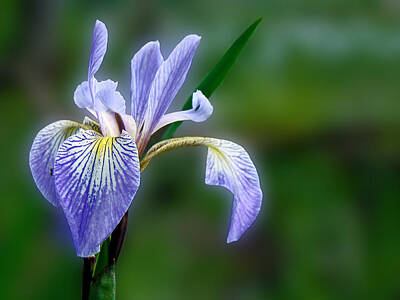 Cowboy - Blue Flag Wildflower - Iris versicolor by Carol Senske