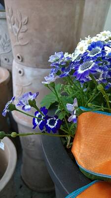 Garden Tools - Blue Flower Against Stone  by Shirley Anderson