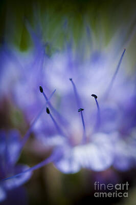 Catch Of The Day - Blue Flower Stamens by Rich Governali