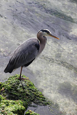 Giuseppe Cristiano Royalty Free Images - Blue Heron Royalty-Free Image by Cathy Anderson