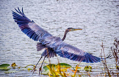 Lucille Ball - Blue Heron  Take Off  by Peggy Franz