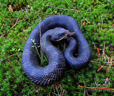 Reptiles Photos - Blue Hognose by Joshua Bales