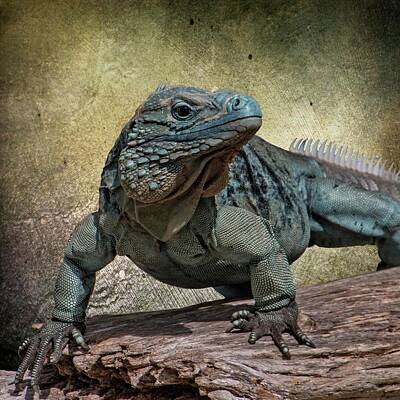 Reptiles Photo Royalty Free Images - Blue Iguana Royalty-Free Image by Teresa Wilson