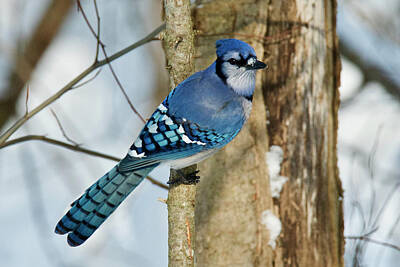 Airport Maps Royalty Free Images - Blue Jay 0291 Royalty-Free Image by Michael Peychich