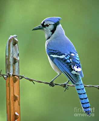 Animals Photos - Blue Jay On The Fence by Robert Frederick