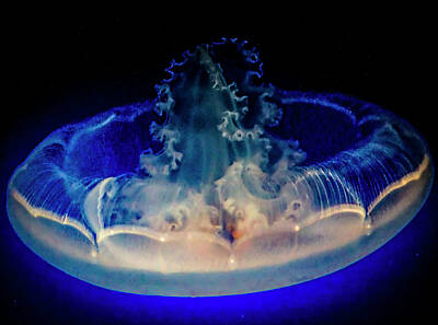 Staff Picks - Blue Jellyfish by Sean O