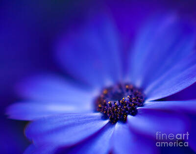 Abstract Flowers Photos - Blue by Mike Reid