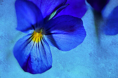 Botanical Farmhouse - Blue Pansy Art by Jenny Rainbow