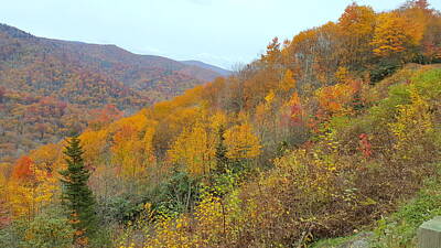 Lets Be Frank - Blue Ridge Autumn 2 by Brenda Stevens Fanning