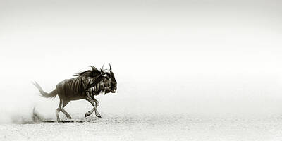 Animals Photos - Blue wildebeest in desert by Johan Swanepoel