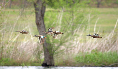 Maps Rights Managed Images - Blue-winged Teal Ducks In Flight Royalty-Free Image by Roy Williams
