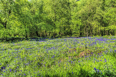 Wine Down Rights Managed Images - Bluebell Woods 3 Royalty-Free Image by Steve Purnell