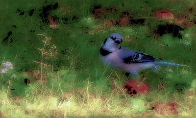 Food And Beverage Royalty-Free and Rights-Managed Images - Bluejay-Fall Approaching-desaturated  by Mike Breau