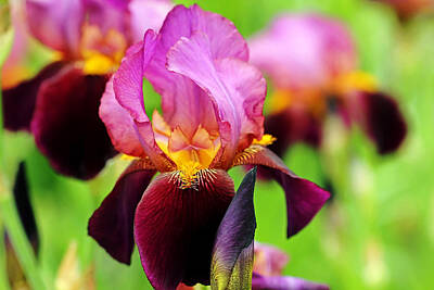 Shaken Or Stirred - Bold Bearded Iris by Debbie Oppermann