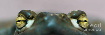 Reptiles Royalty Free Images - Prince, Maybe Royalty-Free Image by Nando Lardi