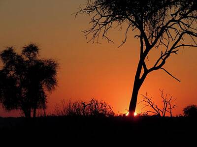 Animals Photos - Botswana Sunrise by Jennifer Wheatley Wolf