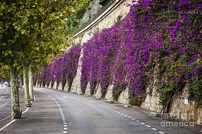 Lake Life Royalty Free Images - Bougainvilleas in Villefranche-sur-Mer Royalty-Free Image by Elena Elisseeva