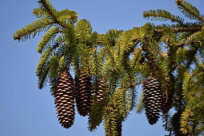 Have A Cupcake - Boughs of Pine Cones by Maria Keady