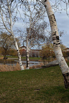 Tool Paintings - Bouleaux / Birch Trees 3 by Jean-Marc Robert