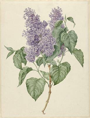 Comedian Drawings - Branch with purple lilacs, Maria Geertruyd Barbiers-Snabilie, 1786 - 1838 by Maria Geertruyd Barbiers-Snabilie