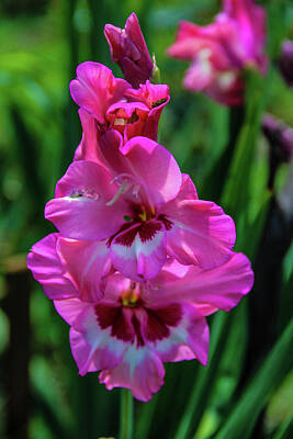 Florals Royalty-Free and Rights-Managed Images - Bright pink gladiola by Margo Cat Photos
