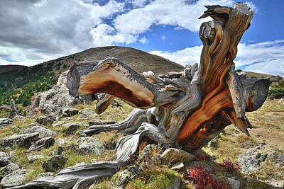 Target Threshold Photography - Bristlecone Dinosaur by Ray Mathis