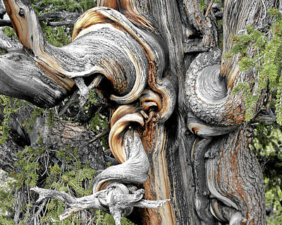 Best Sellers - Surrealism Photos - Bristlecone Pine - I am not part of history - history is part of me by Alexandra Till