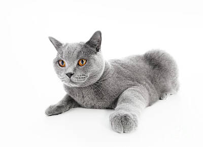 Game Of Thrones Rights Managed Images - British Shorthair cat isolated on white. Lying Royalty-Free Image by Michal Bednarek