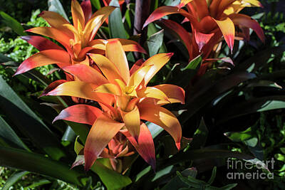 Spa Candles Royalty Free Images - Bromeliads Royalty-Free Image by Judy Wolinsky