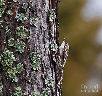 Frank Sinatra Rights Managed Images - Brown Creeper Royalty-Free Image by Kerri Farley