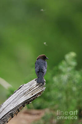 Game Of Chess - Brown Headed Cowbird by Alyce Taylor
