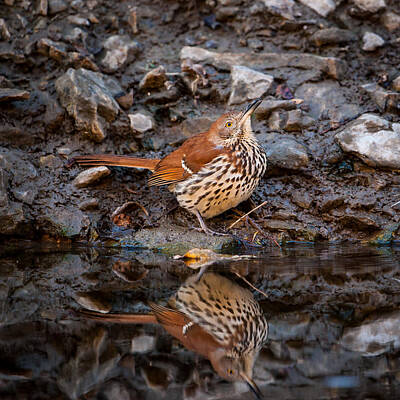 Womens Empowerment Rights Managed Images - Brown Thrasher Royalty-Free Image by Jeff Phillippi