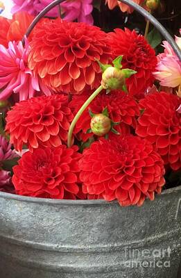 Negative Space Royalty Free Images - Bucket Of Red Dahlias Royalty-Free Image by Susan Garren
