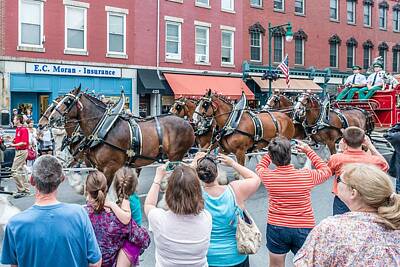 Beer Photos - Budweiser Clydesdales in Rockland Maine by Tim Sullivan