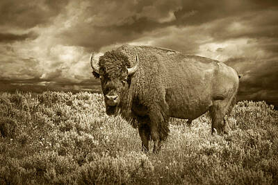 Randall Nyhof Royalty Free Images - Buffalo Bison at Yellowstone in Sepia Royalty-Free Image by Randall Nyhof