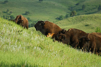 Mammals Mixed Media - Buffalo on Hillside by Ernest Echols