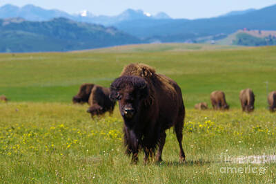 Birds Royalty-Free and Rights-Managed Images - Buffalo staring by Jeff Swan